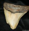 Megalodon Tooth - South Carolina #960-2